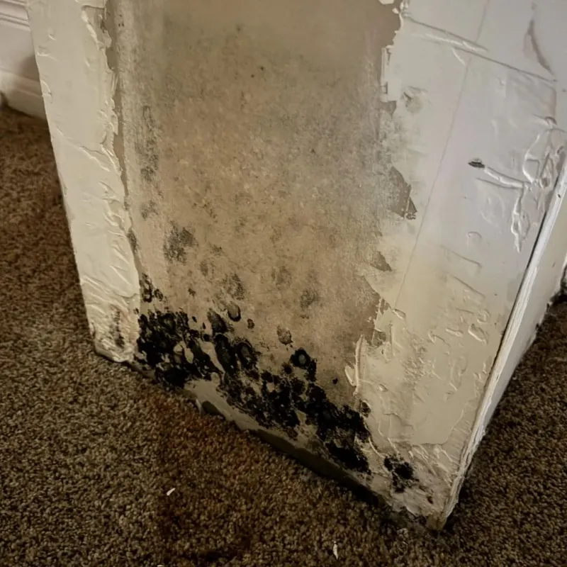 Professional Mold Removal in Ferrisburgh, VT